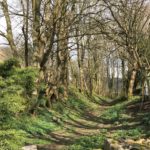 Motte and Bailey Buittle Castle